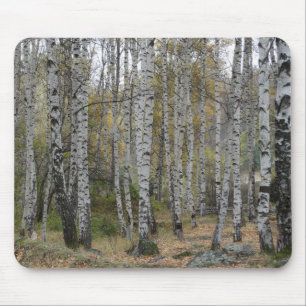 Photo de forêt de bouleaux sur tapis de souris