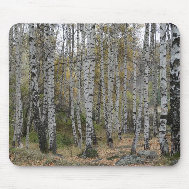 Photo de forêt de bouleaux sur tapis de souris (Devant)