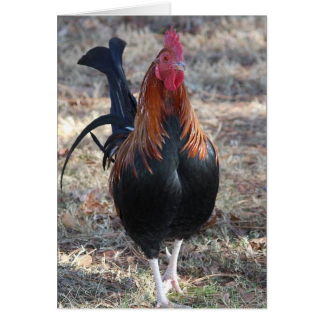 Photo de Game Rooster (Devant)