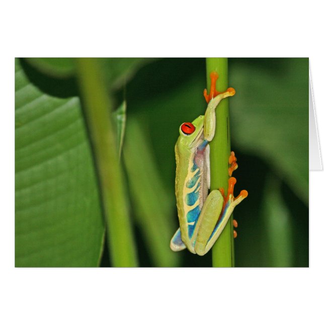 Photo de grenouille d'arbre (Devant horizontal)