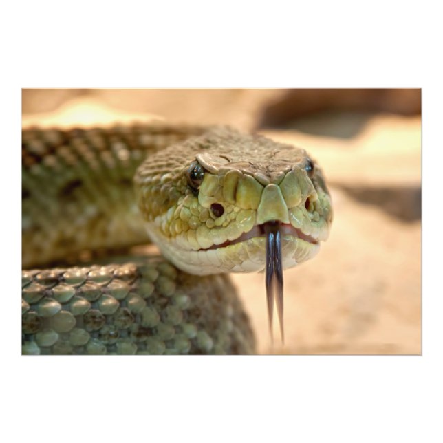 Photo de gros plan de serpent à sonnette (Devant)