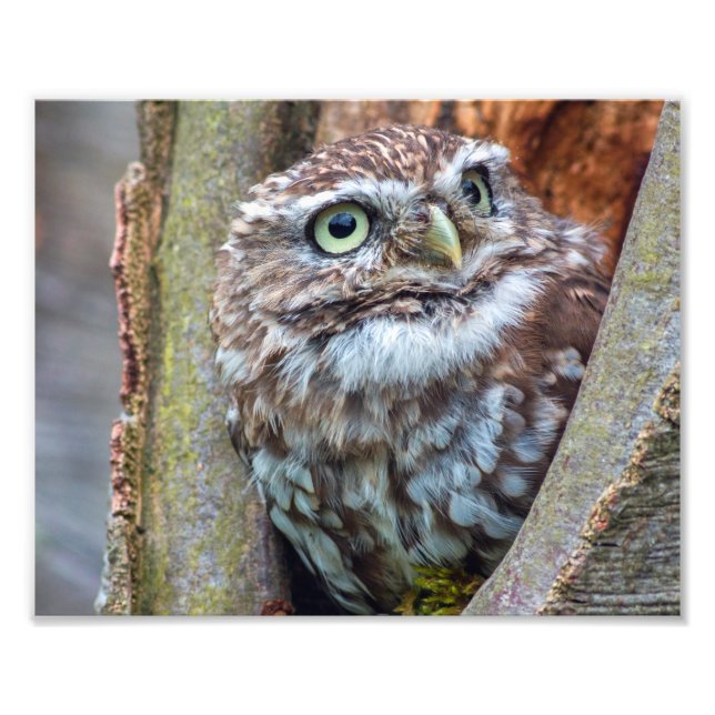 photo de hibou (Devant)