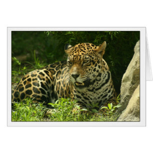Photo de Jaguar de carte vierge