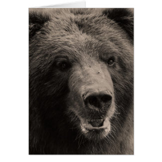Photo de la faune de l'ours grizzli Brown