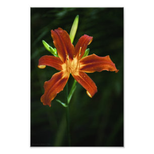 Photo de la flamme du jardin