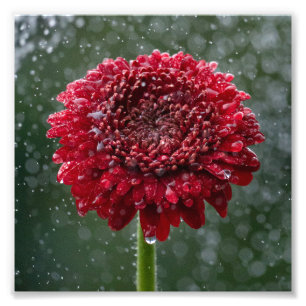Photo de la Fleur de gouttelettes d'eau rouge