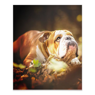 Photo de la forêt de Bulldog en anglais