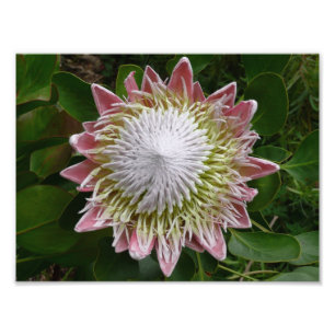 Photo de la grande nature rose et blanche des fleu