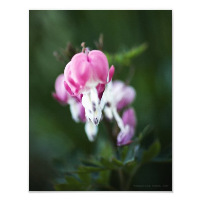 Photo de la ligne Coeurs brisés (Devant)