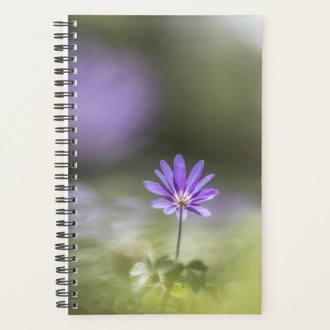 Photo de la nature de la fleur (Devant)