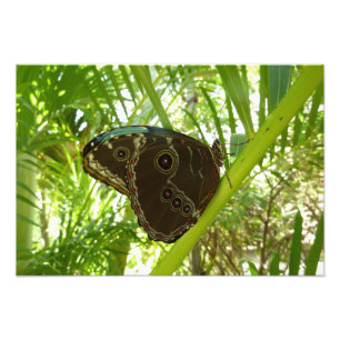 Photo de la nature du papillon bleu Morpho