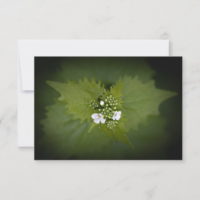 Photo de la nature florale (Devant)