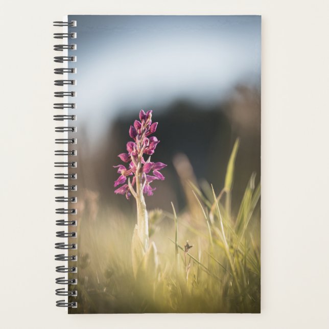 Photo de la nature sauvage de l'orchidée (Devant)