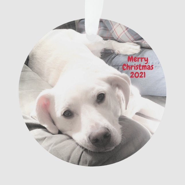 Photo de mignonne Tired Chien chiot avec papa Noël (devant)