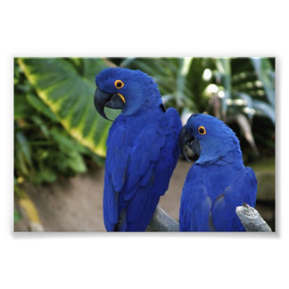 Photo de perroquets bleus