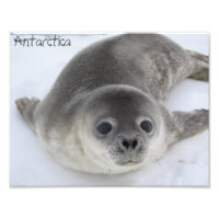Photo de phoque infantile en Antarctique