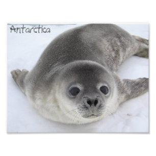 Photo de phoque infantile en Antarctique