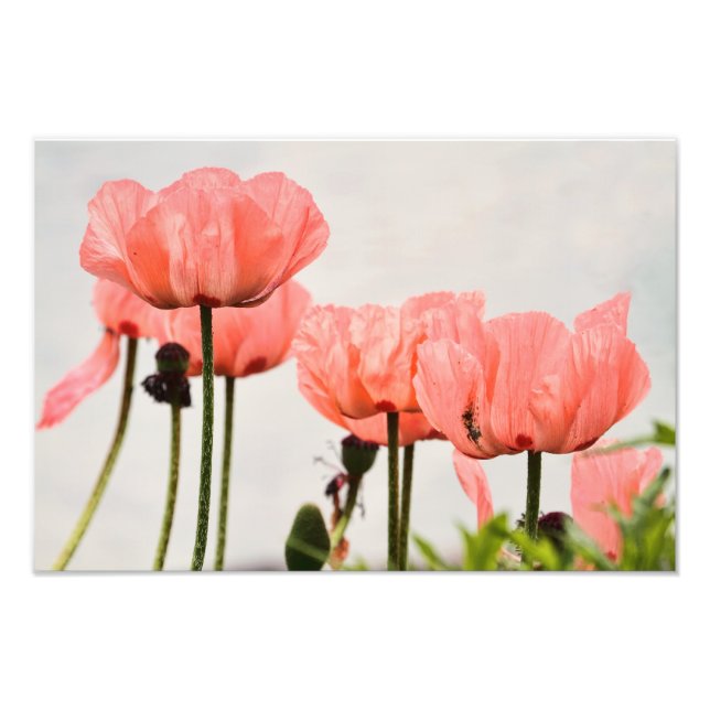 Photo de Poppy (Devant)