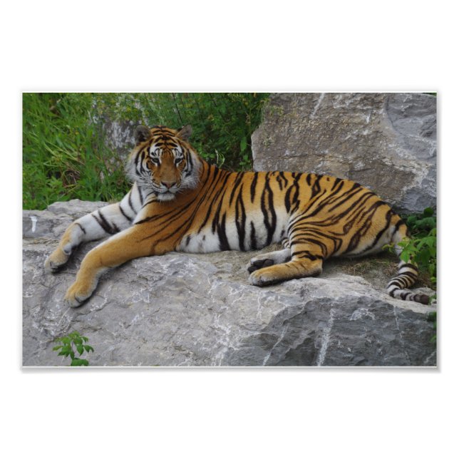 Photo de portrait d'un tigre de Sibérie (Devant)