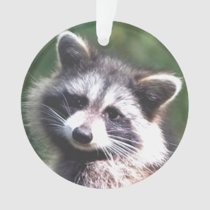 Photo de Raton Laveur personnalisé