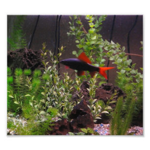 Photo de requin d'arc-en-ciel