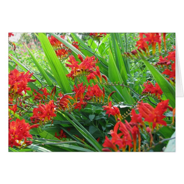 photo de rouge (Devant horizontal)