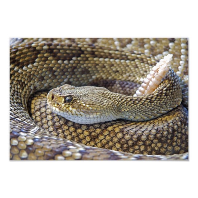 Photo de serpent à sonnette (Devant)