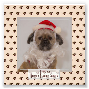Photo de Terrier de Border adorable drôle nommée S