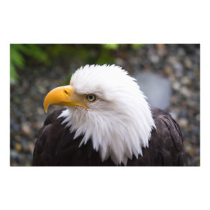 Photo de tête d'aigle royal