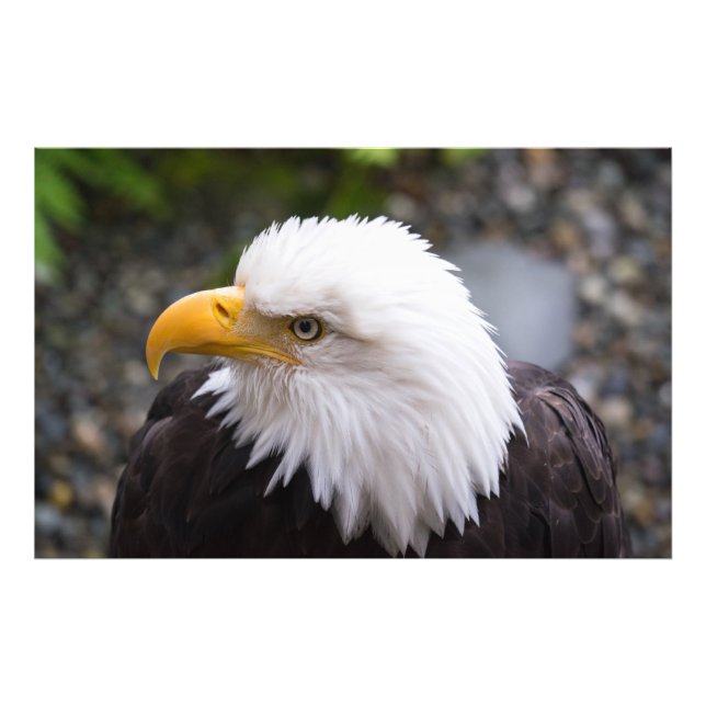Photo de tête d'aigle royal (Devant)