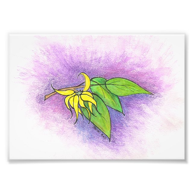 Photo de Ylang Ylang (Devant)