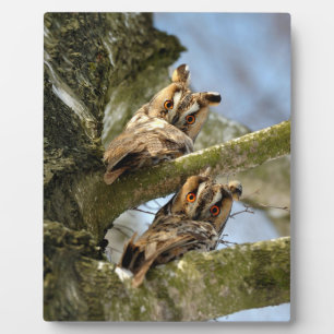 Photo Deux hiboux dans les bois, oiseaux, plaque fauniqu