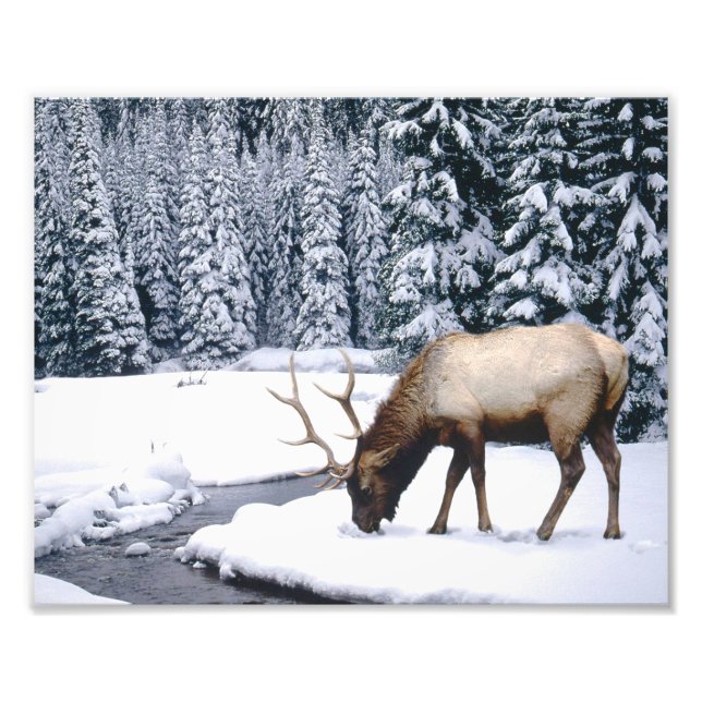 Photo d'impression de scène de neige d'élan (Devant)