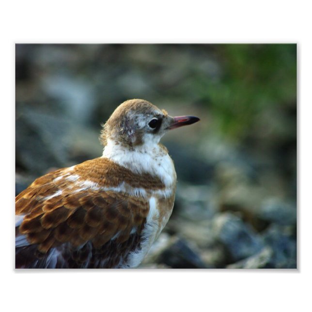 Photo d'oiseau/Cadeau de jeune goéland/Oiseau/Oise (Devant)