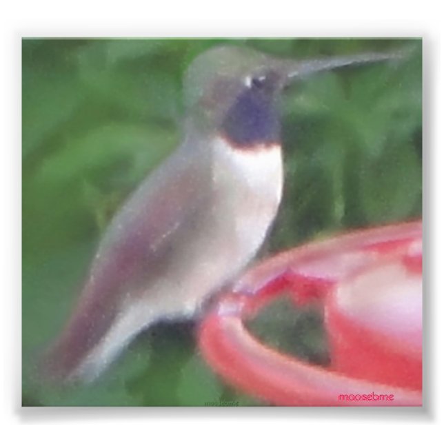 Photo d'oiseau de Humming liée à Pix (Devant)
