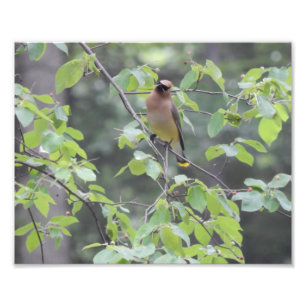 Photo d'oiseau de jaseur de cèdre