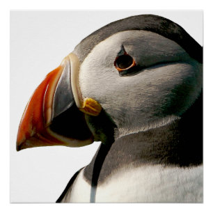 Photo d'Oiseau de Puffin Atlantique Poster brillan