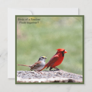 Photo d'oiseau et graphique ~ risingdove.