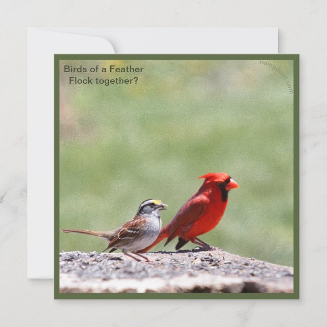 Photo d'oiseau et graphique ~ risingdove. (Devant)