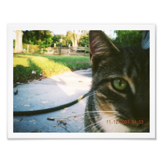 Photo du chat tigré non nommé "Skater" (Devant)