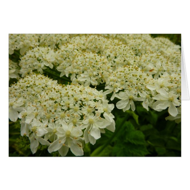 Photo du Fleur sauvage de dentelle de la reine Ann (Devant horizontal)