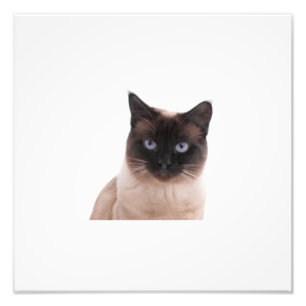 photo du meilleur chat mignon du monde
