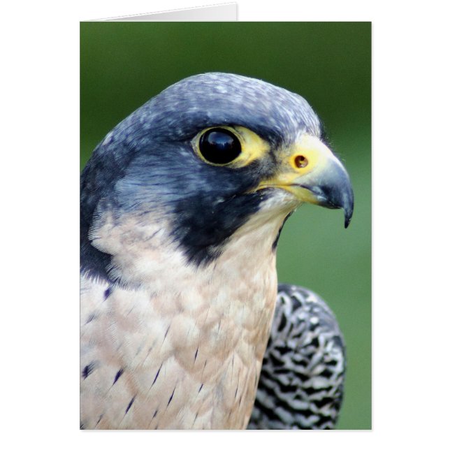 Photo du visage du faucon pèlerin (Devant)