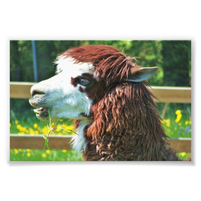 Photo d'un animal de Llama (Devant)
