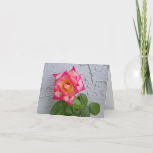 Photo d'un rose rose et crème sur carte blanche