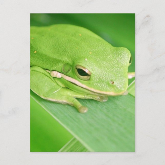 Photo d'une carte postale de grenouille à arbre (Devant)