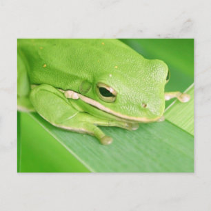 Photo d'une carte postale de grenouille à arbre