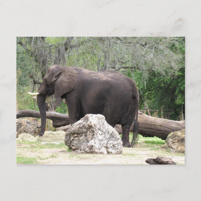 Photo d'une carte postale d'éléphant africain (Devant)