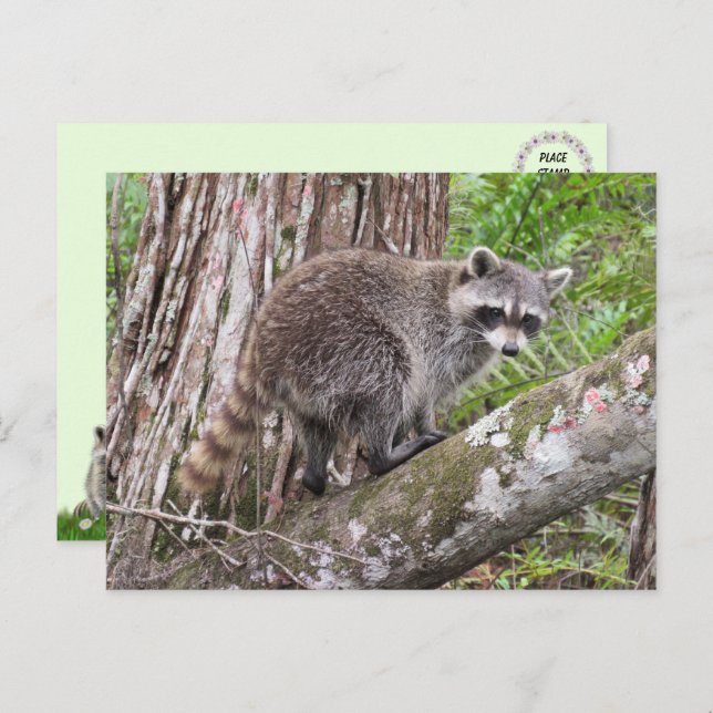 Photo d'une carte postale Raccoon de recherche de  (Devant / Derrière)