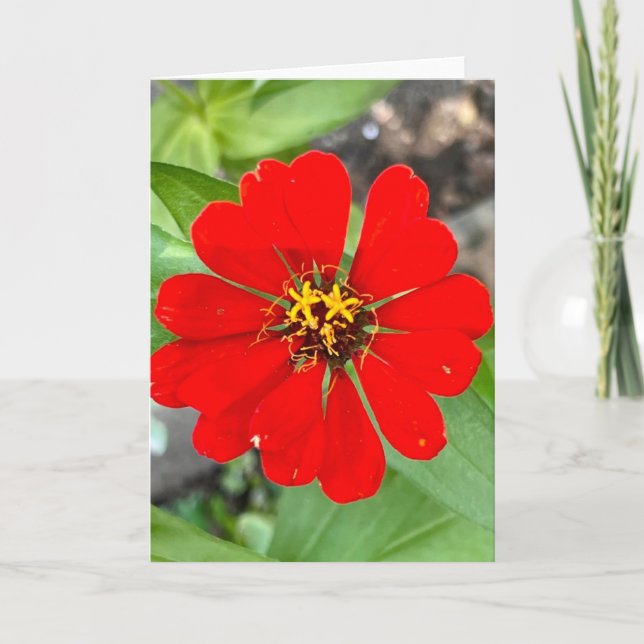 Photo d'une Fleur de la Nouvelle-Angleterre Carte  (Devant)